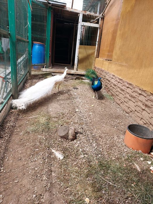 Vand pauni umeri negri si alb