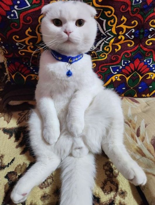Чисто кровный чисто белый Скотиш Фолд на Вязку