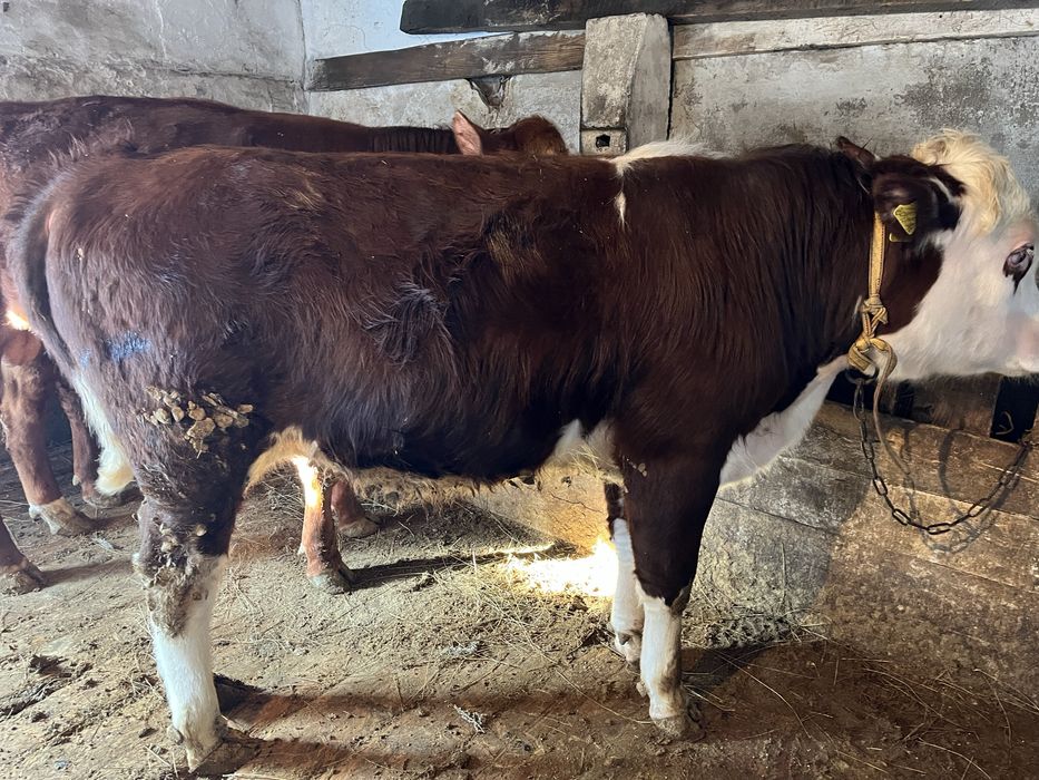 Продам бычки. 1год