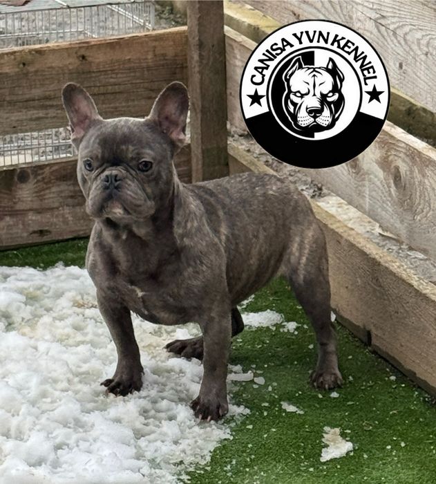 Femela buldog francez blue brindle