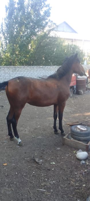 Продам    Лошадь