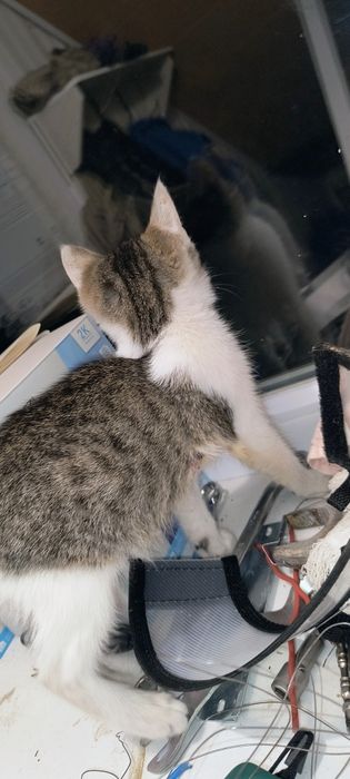 Отдам котенка Мальчик бесплатно