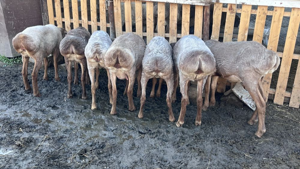 Арашан тусактар сатылады