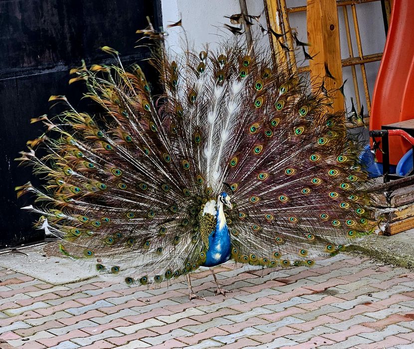 Vand sau schimb Pauni si femele maturi! Si familii Wiandotte