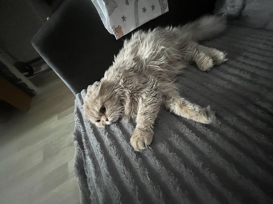 Продам шотландскую вислоухую кошечку