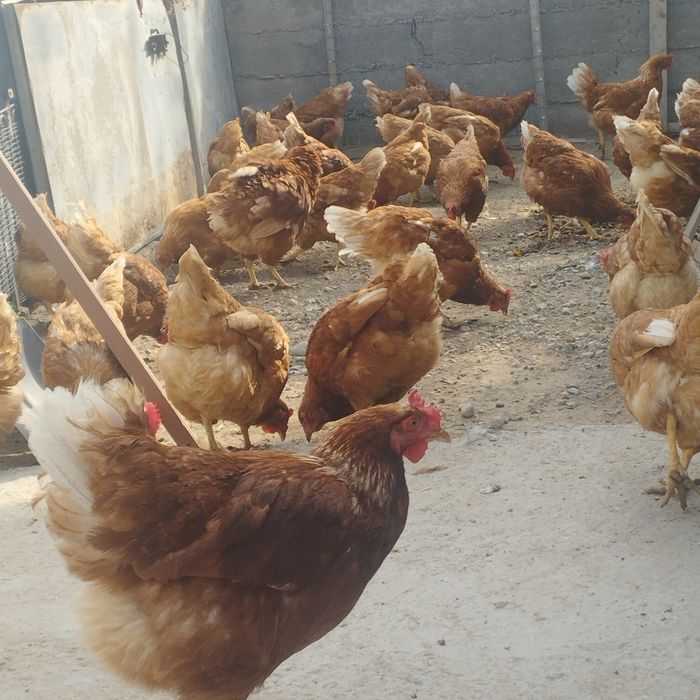 Продам куры домашние