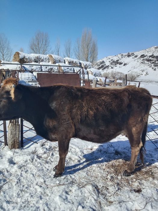 3 буаз сиыр сатылады