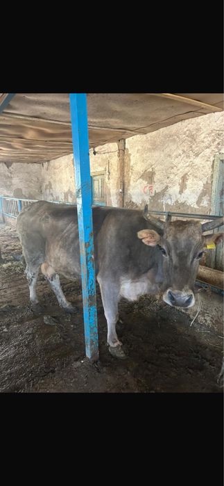 Коровы бычки на откорме