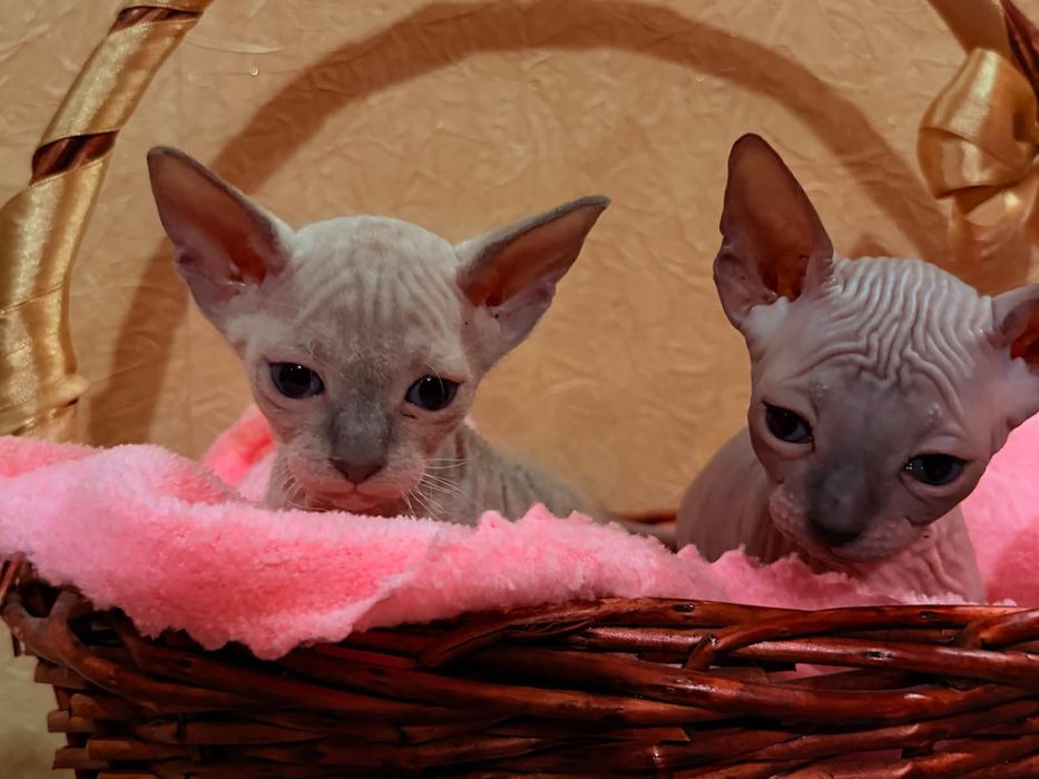 Котята породы канадский сфинкс