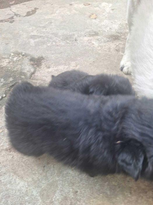 Catelusi Donatie