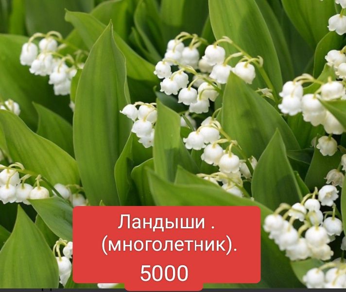 Саженцы садовых цветов и лекарственных трав.