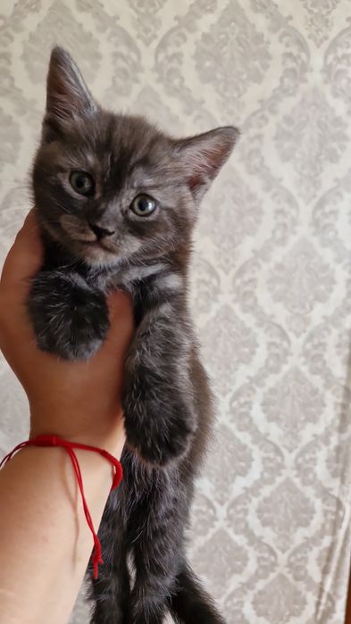 Отдам даром котёнка