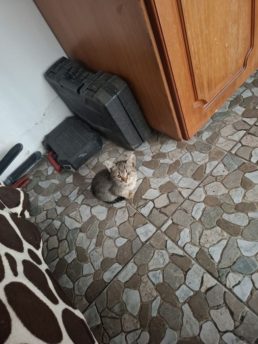Pisici spre adoptie