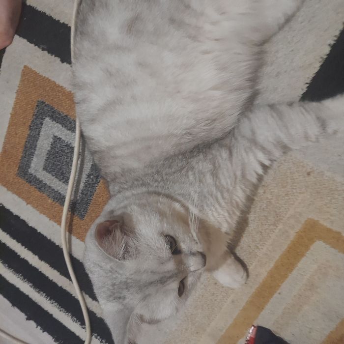 Кот отдаем в добрые руки