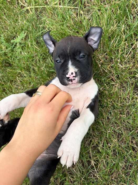 American Staffordshire Terrier