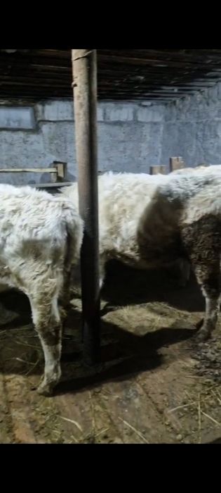 Продам Аулеколь ские