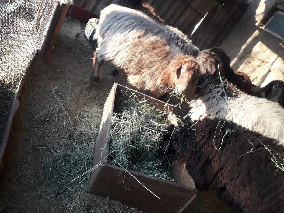 Семиз койлар сатылады