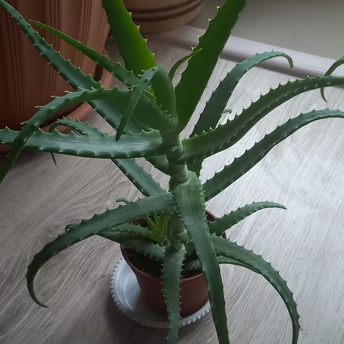 Алоэ 3-летний лечебный