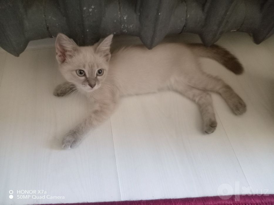 Кошка. продоётся