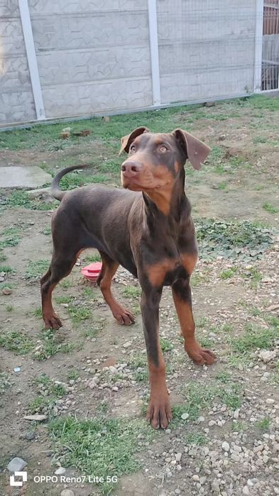 Femela doberman maro