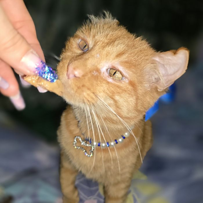 Санни ждёт семью. Кастрат. Привит