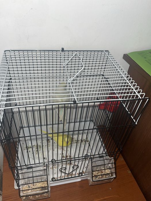 Продаю попугаев волнистики