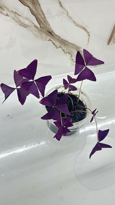 Кислица оксалис