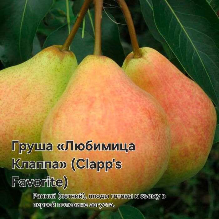 Саженцы плодовых деревьев