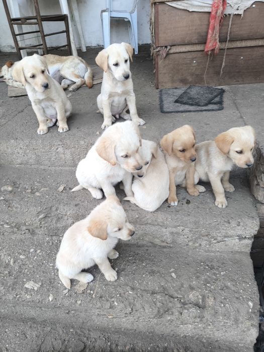 Лабрадор ретривър