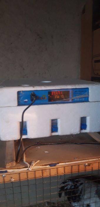 Inkibatur sotiladi iwlagan