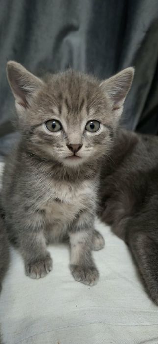 Отдам котят бесплатно