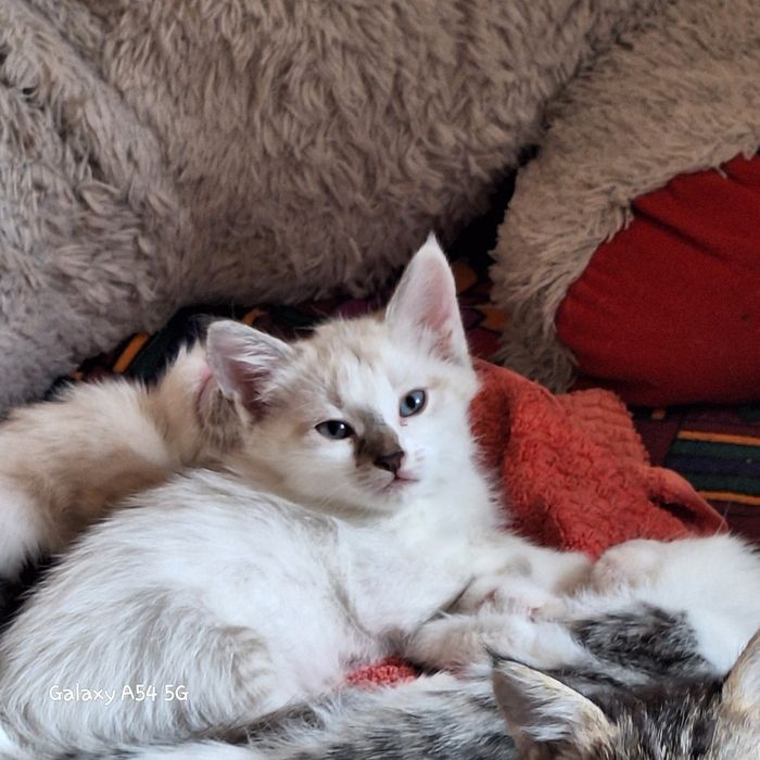 Отдам котят в хорошие руки