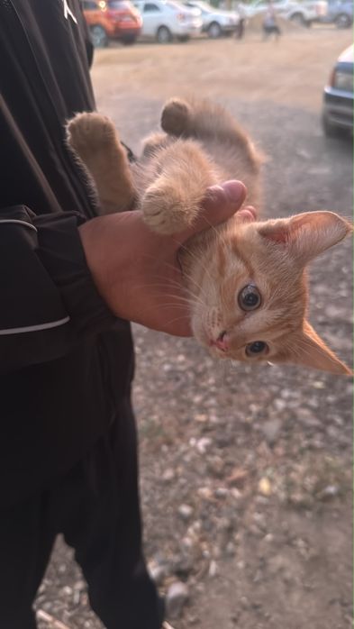 Котенок