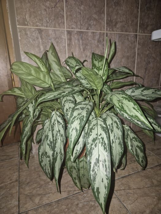 Аглаонему продам 8тыс