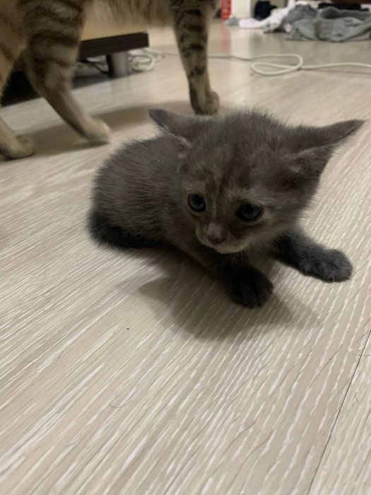 Отдам котят без породы