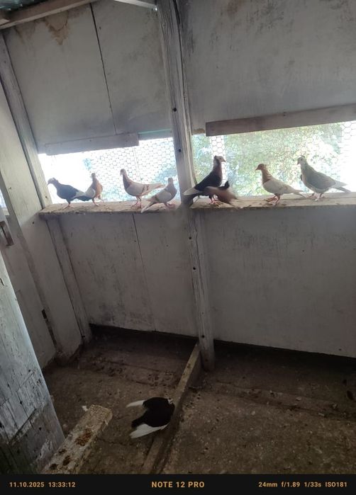 Голуби попы снегири белокрылые кептер