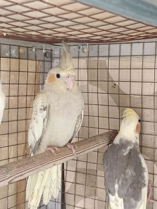 Попугаи Кареллы .