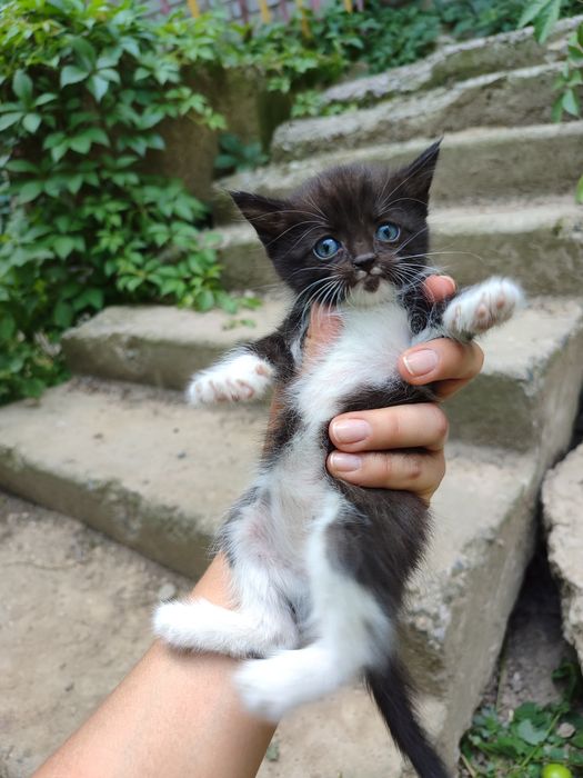 Отдам котят, возраст ~1,5 мес.