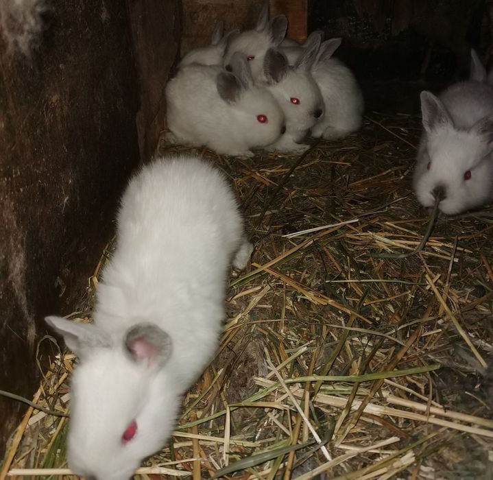 De vânzare iepurasi