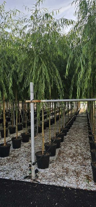 Copaci Ornamentalii Foioși