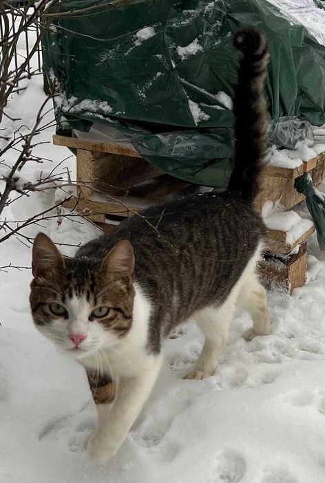 Donez motanel lipicios