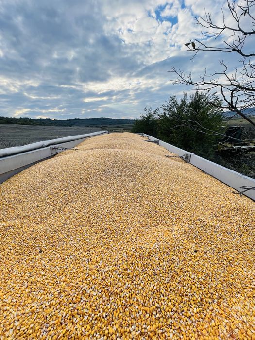 Porumb 500 tone -2025