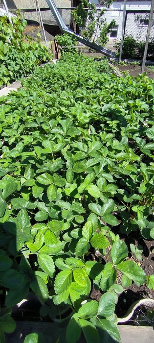 Продам клубнику сорт Альбион