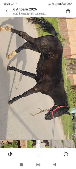 Жабағы, Тай, тайлар, Ат, Жылқы