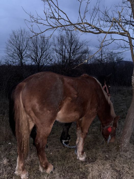 Vand manza de un an si 4 luni