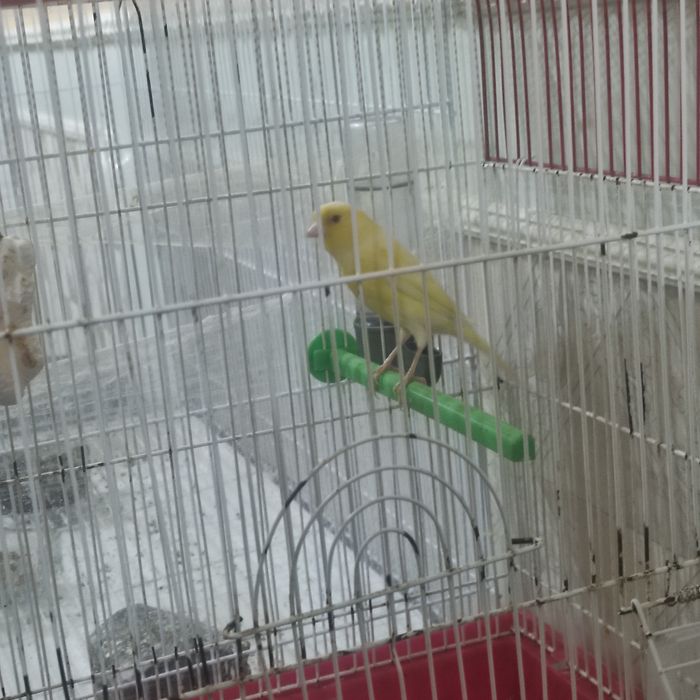 Конарейкалар сотилади