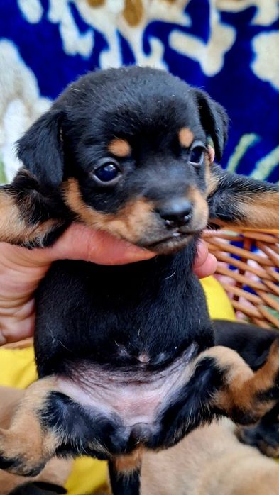 Мини Той-терьеры