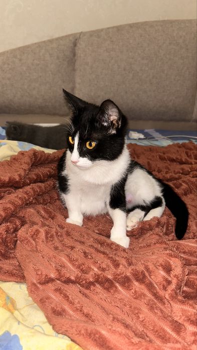 Черный кот , феликс девочка , рыжая девочка