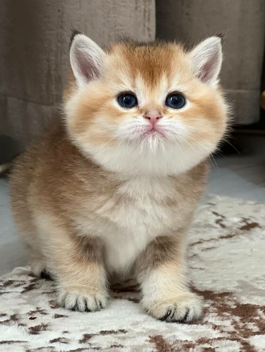 Девочка британка чистокровная золотая шиншилла