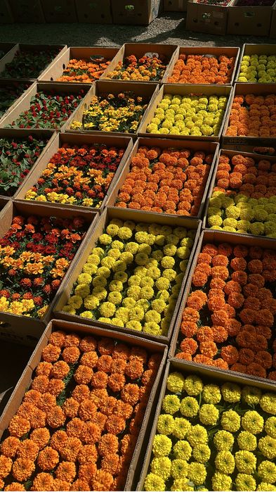 Петунья,бархатцы оптом